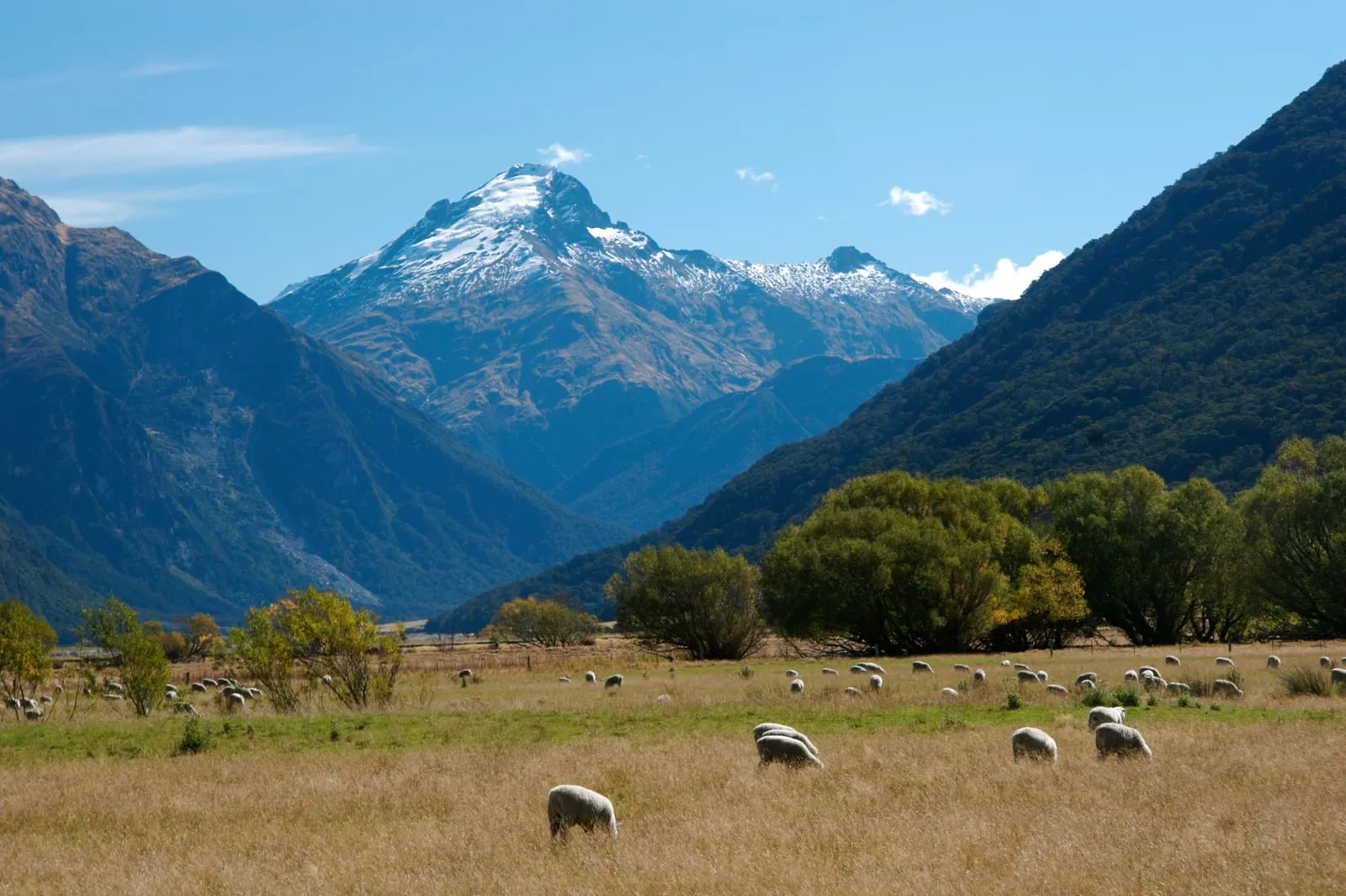 Mountains and Sheep, New Zealand
