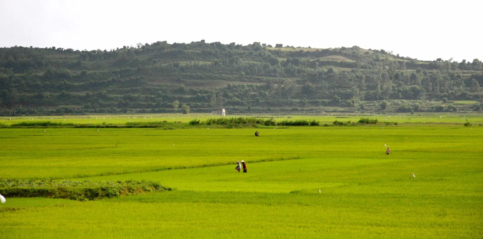 Rice Fields in Viet Nam