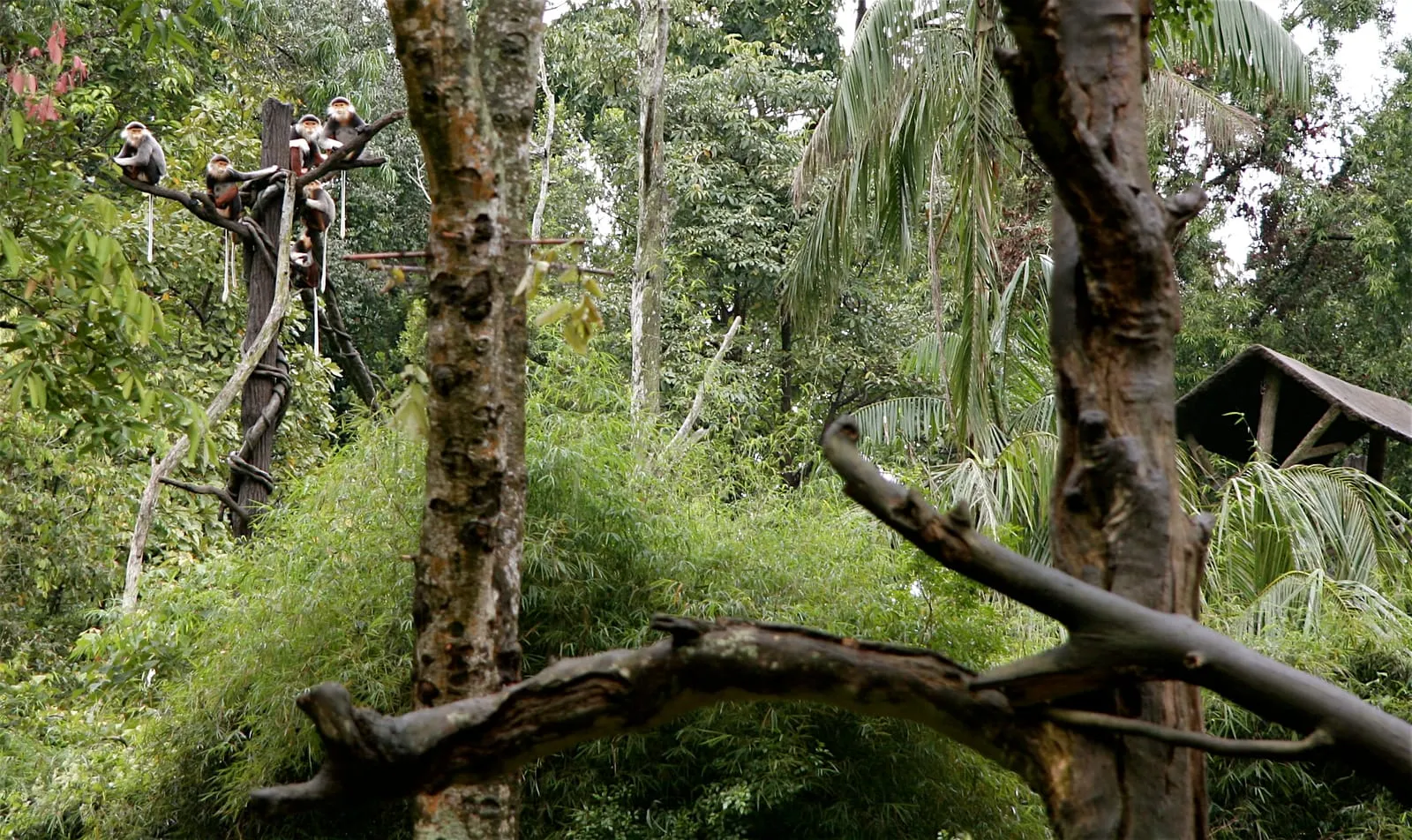 Singapore Zoo