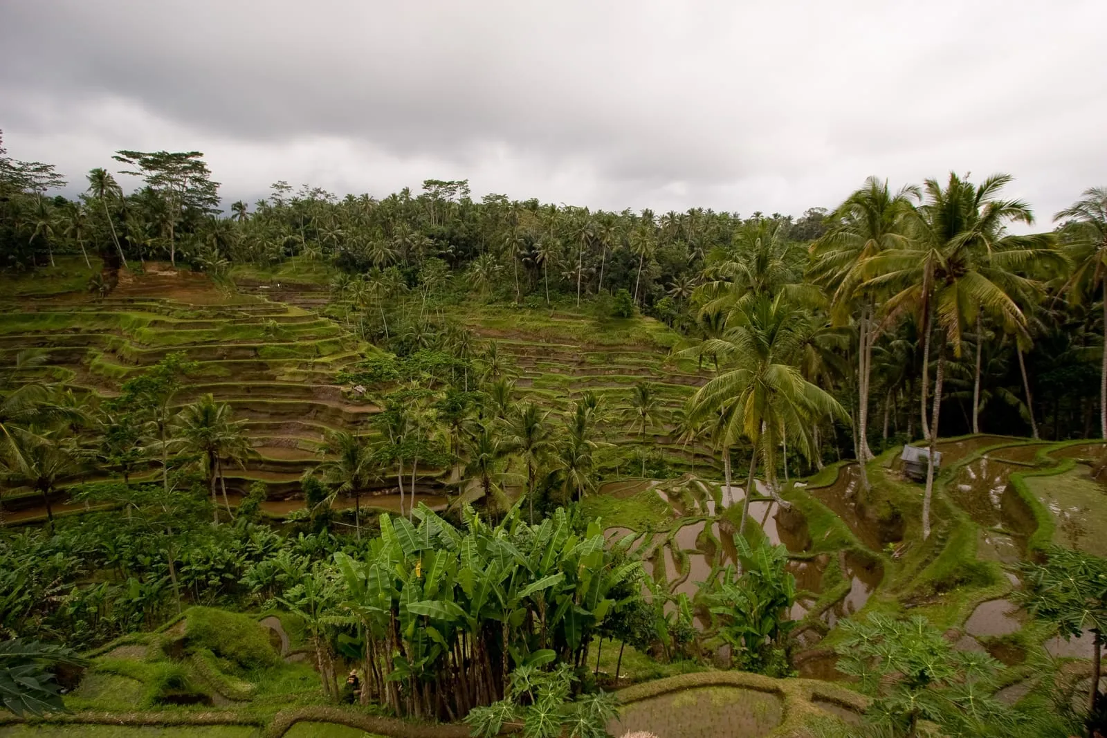 Bali Terraces