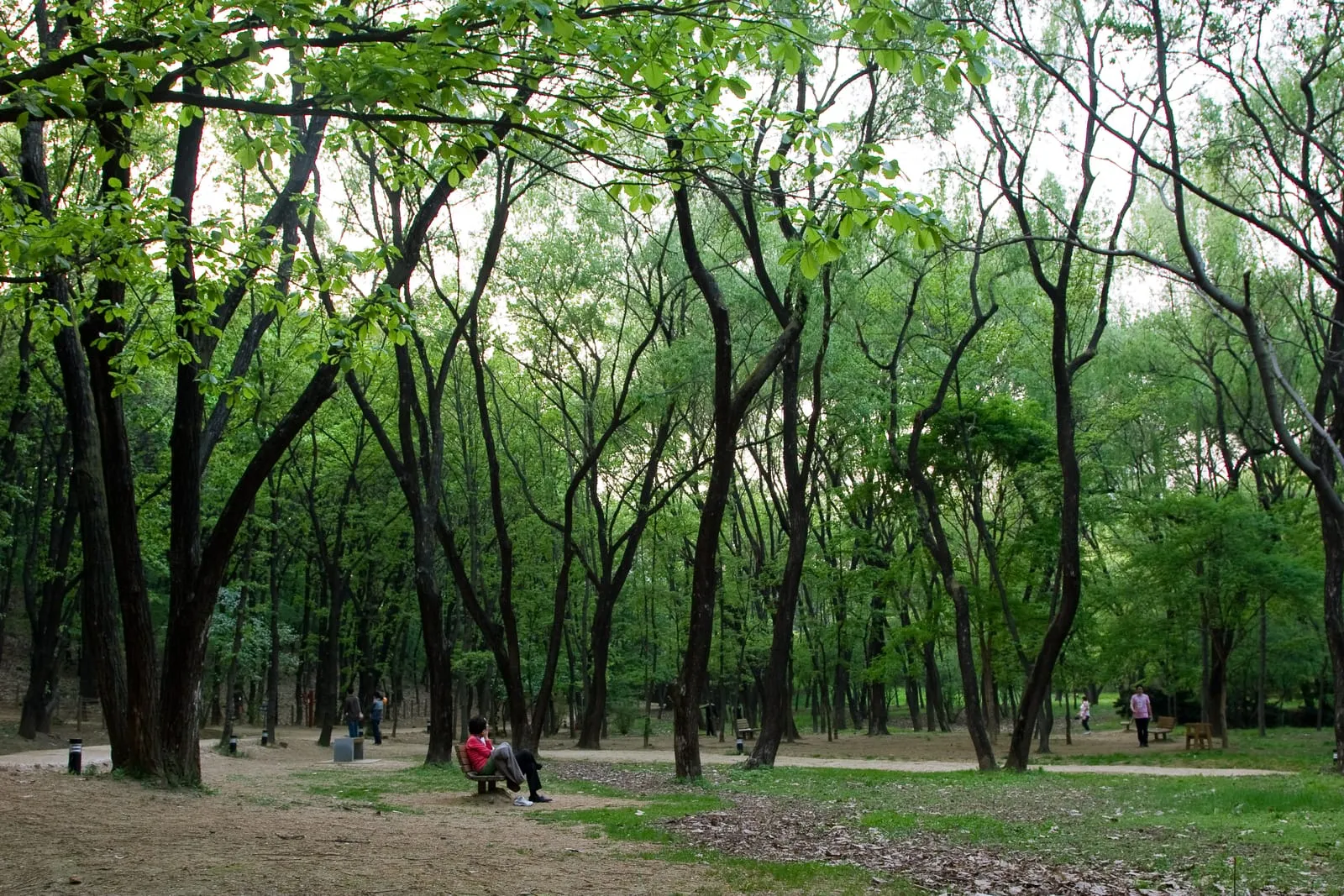 Korean Park