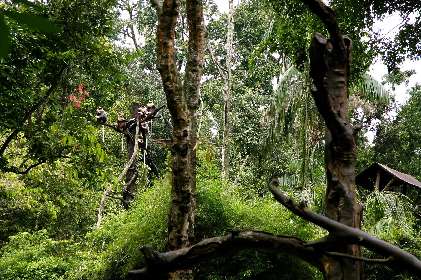 Singapore Zoo