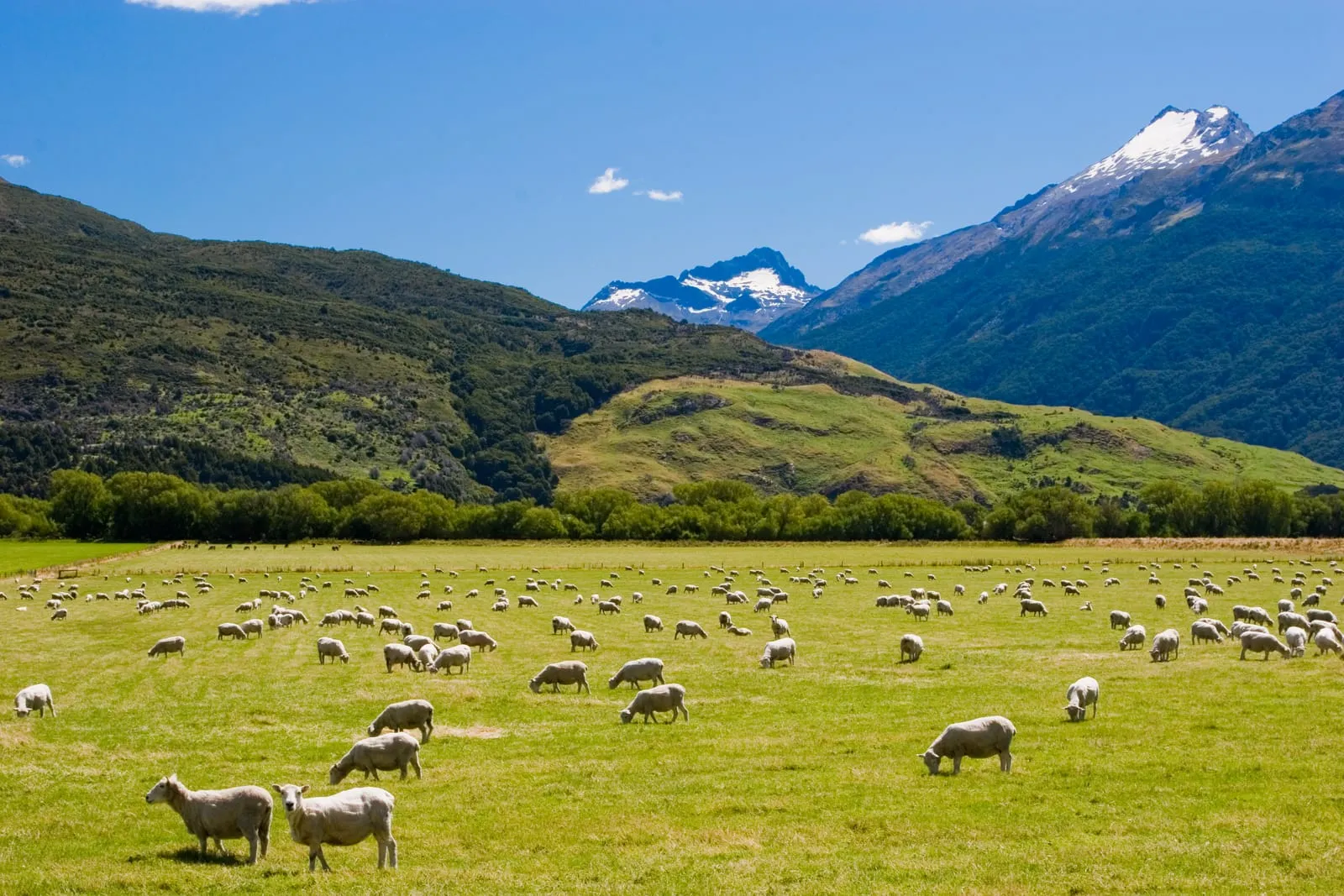 New Zealand Landscape